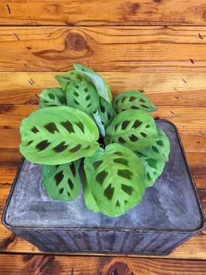 Maranta Leuconeura Green 4