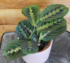 Maranta Leuconeura Red 4" Plant, Indoor / Outdoor Houseplants