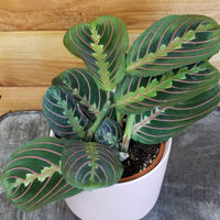 Maranta Leuconeura Red 4" Plant, Indoor / Outdoor Houseplants