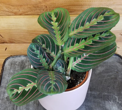 Maranta Leuconeura Red 4
