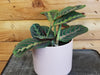 Maranta Leuconeura Red 4" Plant, Indoor / Outdoor Houseplants