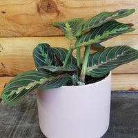 Maranta Leuconeura Red 4" Plant, Indoor / Outdoor Houseplants