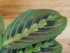 Maranta Leuconeura Red 4" Plant, Indoor / Outdoor Houseplants