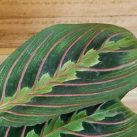 Maranta Leuconeura Red 4" Plant, Indoor / Outdoor Houseplants