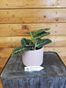Maranta Leuconeura Red 4" Plant, Indoor / Outdoor Houseplants