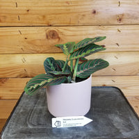 Maranta Leuconeura Red 4" Plant, Indoor / Outdoor Houseplants