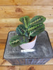 Maranta Leuconeura Red 4" Plant, Indoor / Outdoor Houseplants