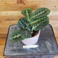 Maranta Leuconeura Red 4" Plant, Indoor / Outdoor Houseplants