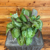 Maranta Leuconeura Silver Band 6" Plant, Indoor / Outdoor Houseplants