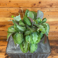Maranta Leuconeura Silver Band 6" Plant, Indoor / Outdoor Houseplants