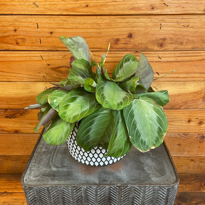 Maranta Leuconeura Silver Band 6