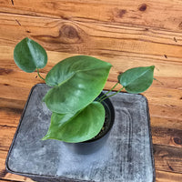 Monstera Deliciosa Split Leaf 4" Plant, Indoor / Outdoor Houseplants