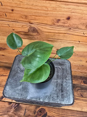 Monstera Deliciosa Split Leaf 4