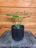 Monstera Deliciosa Split Leaf 4" Plant, Indoor / Outdoor Houseplants