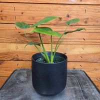Monstera Deliciosa Split Leaf 4" Plant, Indoor / Outdoor Houseplants