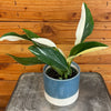 Monstera Standleyana Variegata 4" Plant, Indoor / Outdoor Houseplants