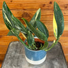 Monstera Standleyana Variegata 4" Plant, Indoor / Outdoor Houseplants