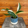 Monstera Standleyana Variegata 4" Plant, Indoor / Outdoor Houseplants