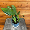 Monstera Standleyana Variegata 4" Plant, Indoor / Outdoor Houseplants