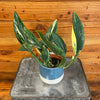 Monstera Standleyana Variegata 4" Plant, Indoor / Outdoor Houseplants