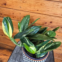 Monstera Standleyana Variegata, 6" Plant, Indoor / Outdoor Houseplants