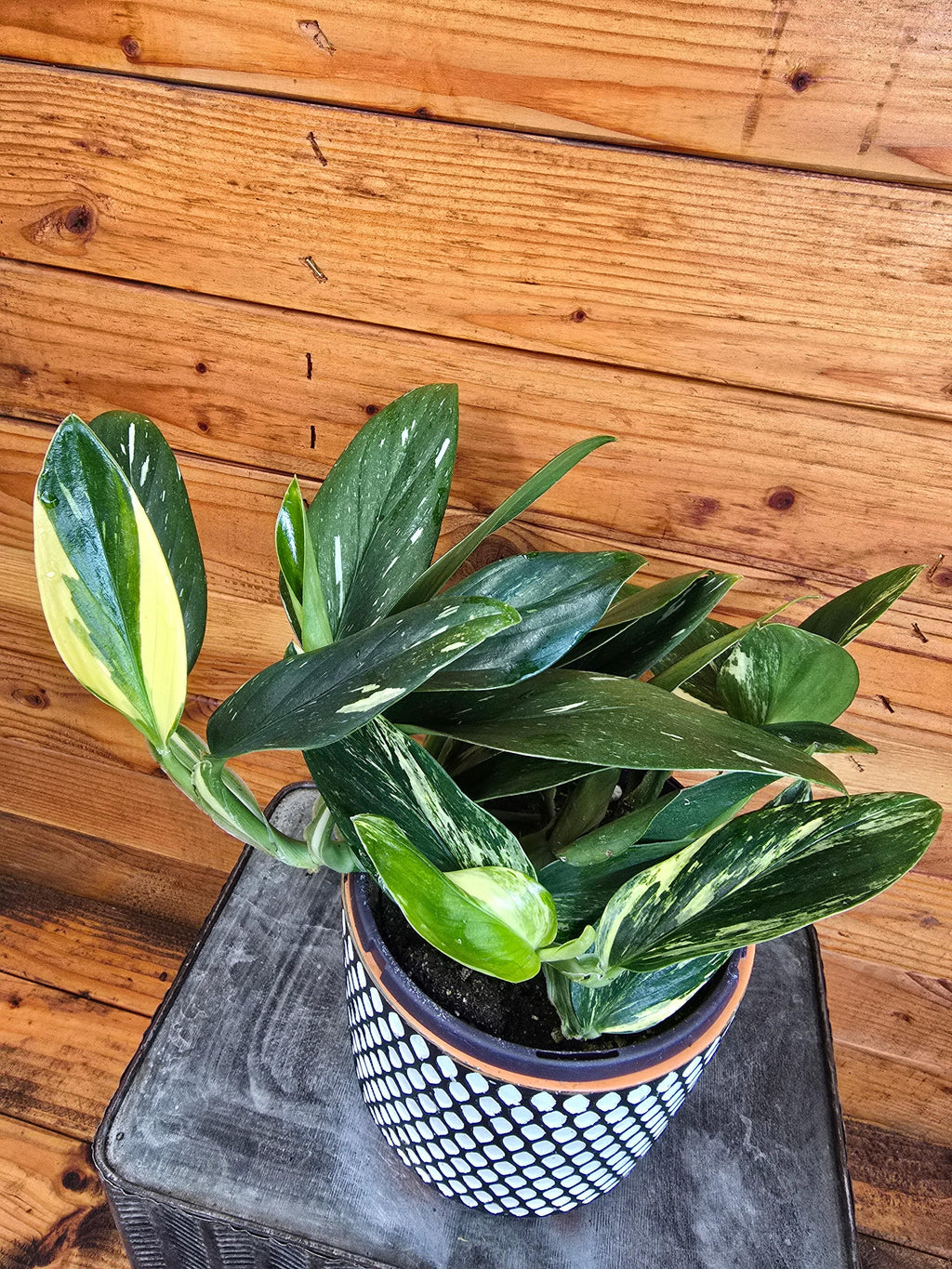 Monstera Standleyana Variegata, 6" Plant, Indoor / Outdoor Houseplants