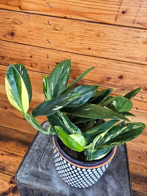 Monstera Standleyana Variegata, 6