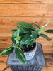 Monstera Standleyana Variegata, 6" Plant, Indoor / Outdoor Houseplants