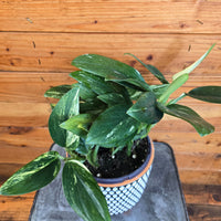 Monstera Standleyana Variegata, 6" Plant, Indoor / Outdoor Houseplants