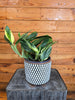 Monstera Standleyana Variegata, 6" Plant, Indoor / Outdoor Houseplants