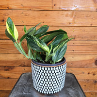 Monstera Standleyana Variegata, 6" Plant, Indoor / Outdoor Houseplants