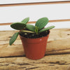 Peperomia Hope 2" Plant, Indoor / Outdoor Houseplants