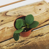 Peperomia Hope 2" Plant, Indoor / Outdoor Houseplants