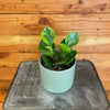 Peperomia Obtusifolia Lemon Lime, 4" Plant, Indoor / Outdoor Houseplants