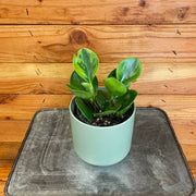 Peperomia Obtusifolia Lemon Lime, 4" Plant, Indoor / Outdoor Houseplants