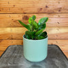 Peperomia Obtusifolia Lemon Lime, 4" Plant, Indoor / Outdoor Houseplants