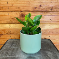 Peperomia Obtusifolia Lemon Lime, 4" Plant, Indoor / Outdoor Houseplants