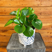 Peperomia Obtusifolia Lemon Lime, 6" Plant, Indoor / Outdoor Houseplants