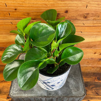 Peperomia Obtusifolia Lemon Lime, 6" Plant, Indoor / Outdoor Houseplants