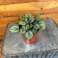Peperomia Piccolo Banda, 4" Plant, Indoor / Outdoor Houseplants