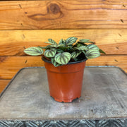 Peperomia Piccolo Banda, 4" Plant, Indoor / Outdoor Houseplants