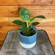 Philodendron Birkin 4" Plant, Indoor / Outdoor Houseplants