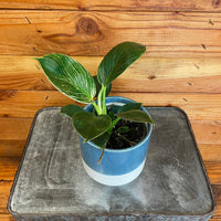Philodendron Birkin 4" Plant, Indoor / Outdoor Houseplants