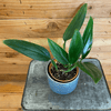 Philodendron Guttiferum, Live 4" Plant - Indoor / Outdoor Houseplants