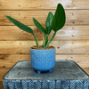 Philodendron Guttiferum, Live 4" Plant - Indoor / Outdoor Houseplants