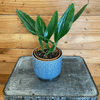 Philodendron Guttiferum, Live 4" Plant - Indoor / Outdoor Houseplants