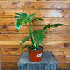 Philodendron Mayoi, Live 6" Plant - Indoor / Outdoor Houseplants