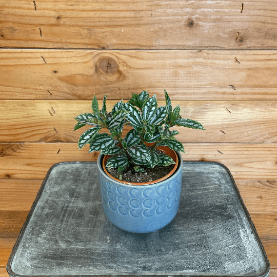 Pilea Cadierei Aluminium 4" Plant, Indoor / Outdoor Houseplants
