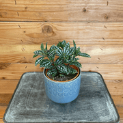 Pilea Cadierei Aluminium 4" Plant, Indoor / Outdoor Houseplants