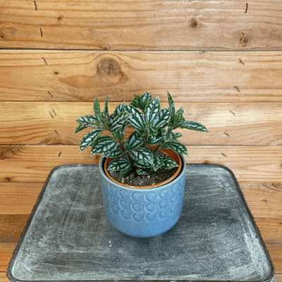 Pilea Cadierei Aluminium 4